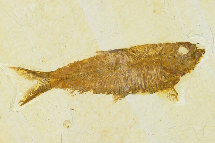 Detailed Fossil Fish (Knightia) - Wyoming #155479